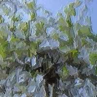 Saule